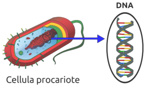 cellula batterica by Bioiris