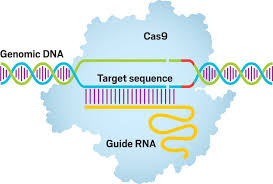 crispr-cas9-genome-bioiris